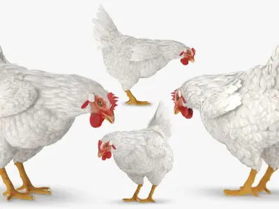Rooster and Chickens Rigged Collection 2 for Cinema 4D 3D model