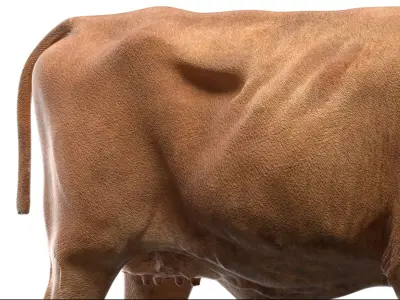  Cow NoFur Rigged 3D 