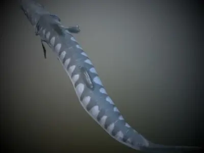 Barracuda Fish 3D model