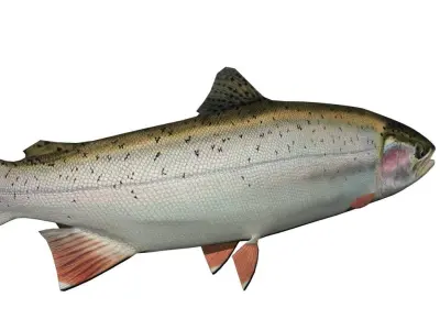 Trout rainbow Low-poly 3D model