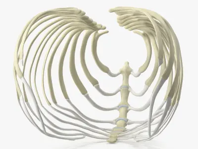  Anatomical Skeleton of Dog Rib Cage 
