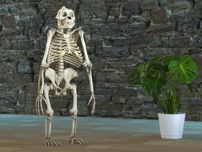 Gorilla Skeleton Bone Structure 3D model