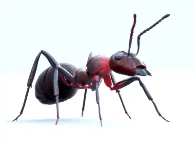 Animated 3d model of an ant with PBR materials 3D model