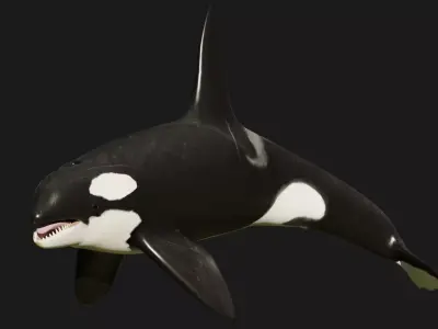 Killer Whale 3D model shop