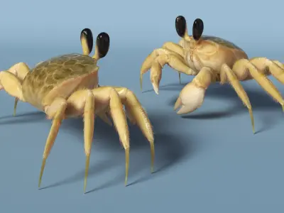  Ghost Crab Crustacean Fur 