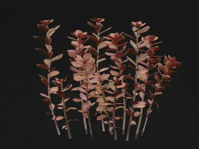 SedumMakinoi 3D model