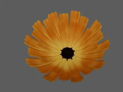 calendula Flower 3d model  3D model