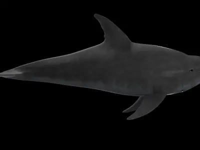 Dolphin Low-poly 3D model 3