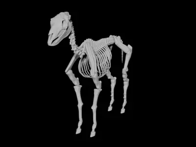 Horse Skeleton Low-poly 3D model