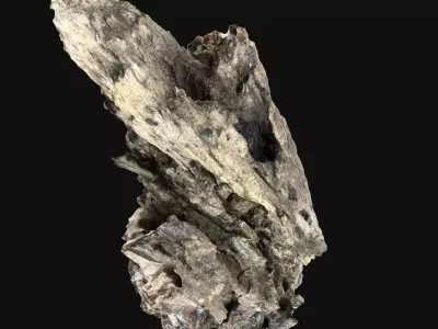 Dry Old Tree trunk wood 3d scan highpoly 3D model