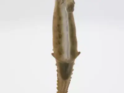 Seahorse 3D model purchase