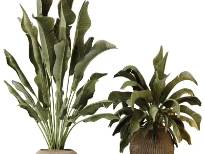 Plants Ravenala Banana Strelitzia Nicolai Bird Of Paradise Set02 3D model