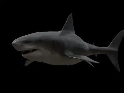 Great white shark Low-poly 3D model 10