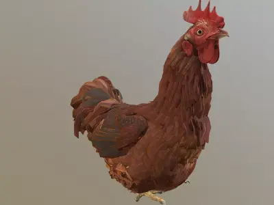 Howling Rooster CHICKEN SITTING idle 3D model