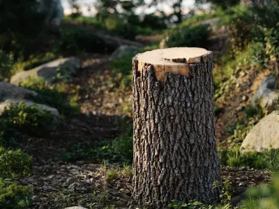 Medium Fresh Cut Deciduous Stump Model 