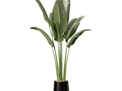 Hq Plants Bird Of Paradisebird Vase Free 3D model