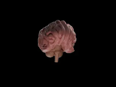 3D Model Of Brain - blender 3D  3D model