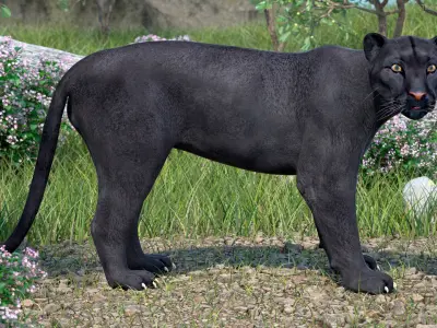 Black Panther Stand Pose 3D model