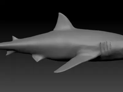 White shark base model Low-poly 3D model