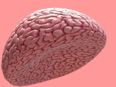 Brain 3D model buy