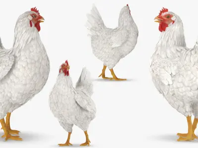White Chicken Rigged for Cinema 4D 3D model