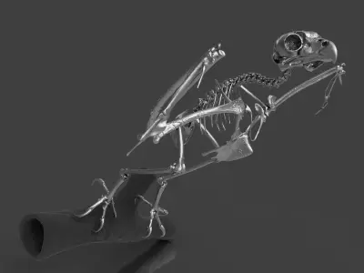 Silver Metal Owl Skeleton for Art Visualization Project 3D model