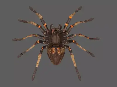 Spider 3D model 5