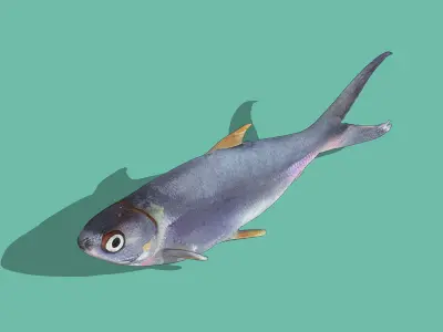 Sardine Low-poly 3D model