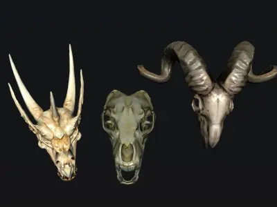 Skull Animal 3D model