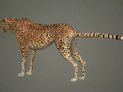 cheetah wildlife cat mammal leopard safari wild nature panthera  3D model