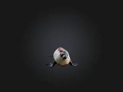 Realistic Wounded Seal Model Low-poly 3D model