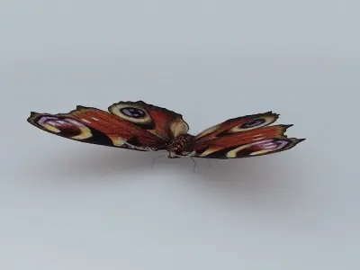 Butterfly peacock Free 3D model