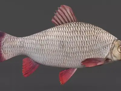 Freshwater Fish 3D model buy