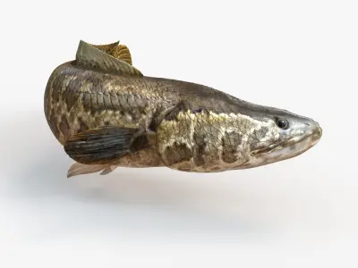 Snakehead fish Animated 3D model purchase
