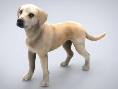 LABRADOR retriever Low-poly 3D model buy