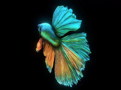 BETTA SPLENDENS Low-poly 3D model purchase