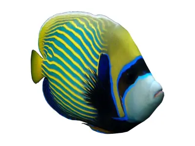 Emperor Angelfish 3D model buy