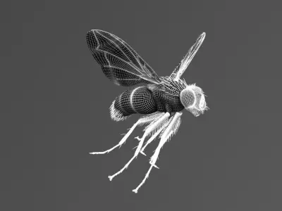 Fly - rigged 3D model