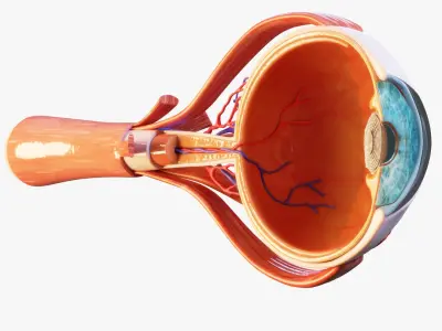 Cross Section Eye Anatomy 3D model