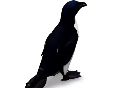 Realistic Razorbill 3D Model Low-poly 3D model