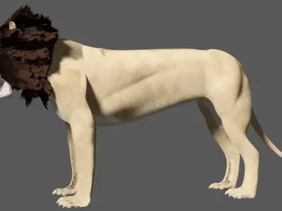 Lion With Basic Rigged 3D model