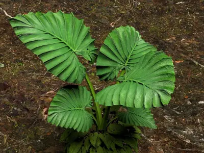 Plants 3D 3D model