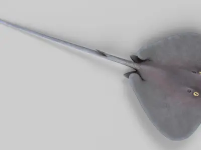 Stingray 3D model purchase
