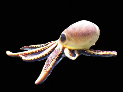 Cute little Octopus 3D model