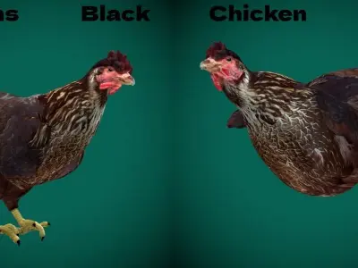 Marans Black Chicken 3D model