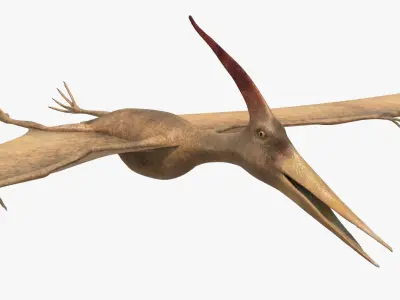 4K Realistic Pteranodon Low-poly 3D model