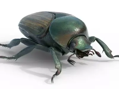 Japanese beetle Free 3D model
