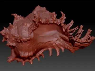 Shell Pendant Cabrits Murex Pendant  necklace charm jewelry 3D print model