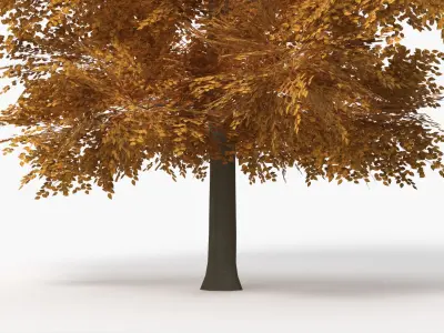 Lowpoly Realistic Autumn American Beech Tree 3D model