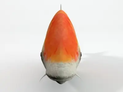 Koi fish Low-poly 3D model